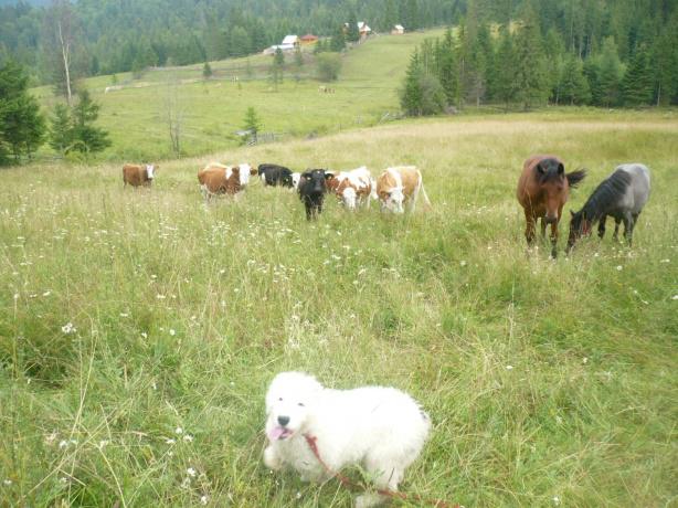 Stana turistica Magura