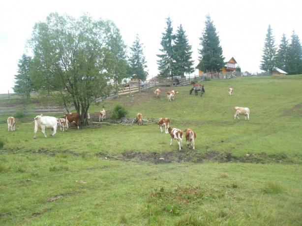 Stana turistica Magura